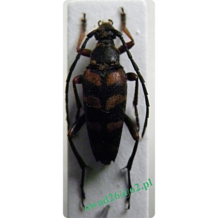 Leptura aurulenta Fabricius, 1792 Zmorsznik bukowy